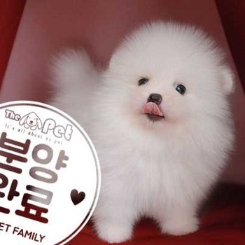 포메라니안 ♂ 6.26 분양완료
