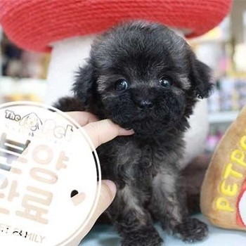 푸들 ♀ 6.26 분양완료