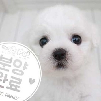 비숑프리제 ♀ 6.12 분양완료