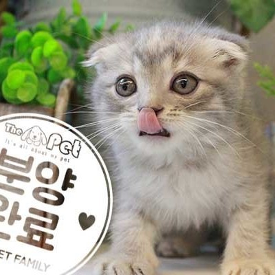 스코티쉬폴드 ♀ 7.2 분양완료