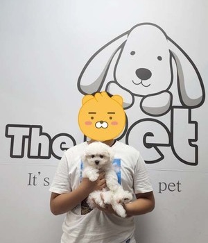 비숑프리제 분양후기/중리점 [22.7.10]