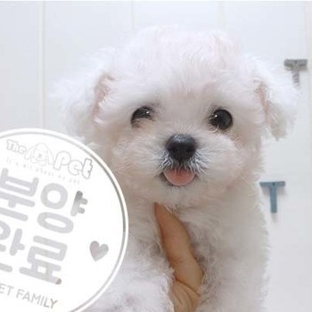 비숑프리제 ♂ 5.1 분양완료
