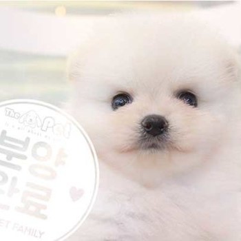 포메라니안 ♂ 7.2 분양완료