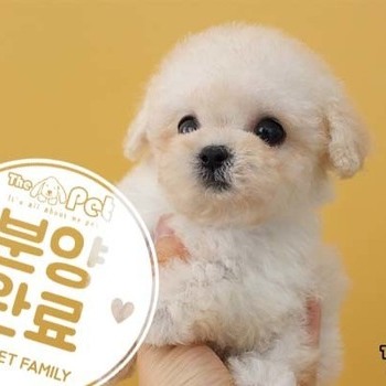 푸들 ♀ 8.7 분양완료