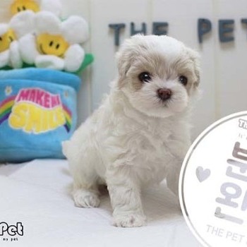 말티푸 ♀ 4.10 분양완료
