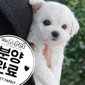 비숑프리제 ♀ 7.2 분양완료