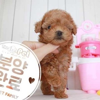 푸들 ♂ 6.26 분양완료