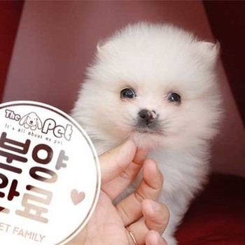 포메라니안 ♀ 6.26 분양완료