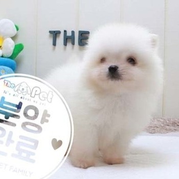 포메라니안 ♂ 4.10 분양완료