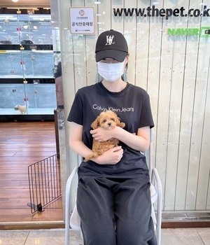말티푸 분양후기[22.6.25]
