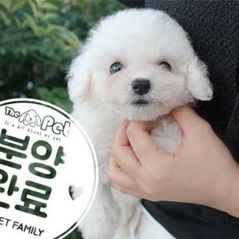 비숑프리제 ♂ 7.2 분양완료