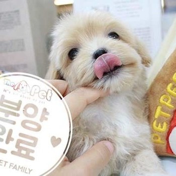 말티푸 ♂ 6.26 분양완료