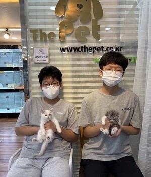 랙돌, 페르시안 분양후기 [22.8.21]