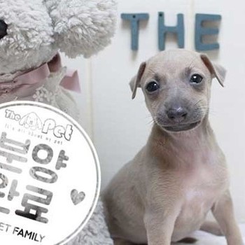 이탈리안그레이하운드 ♀ 5.22 분양완료