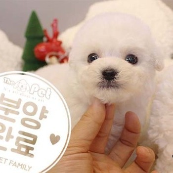 비숑프리제 ♂ 10.22 분양완료
