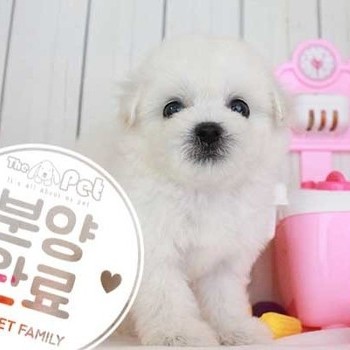 비숑프리제 ♂ 6.26 분양완료