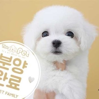 비숑프리제 ♂ 7.16 분양완료