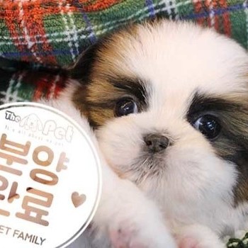 시츄 ♀ 10.6 분양완료