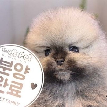 포메라니안 ♂ 10.7 분양완료