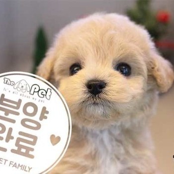 말티푸 ♀ 10.7 분양완료