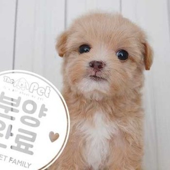 말티푸 ♂ 6.19 분양완료