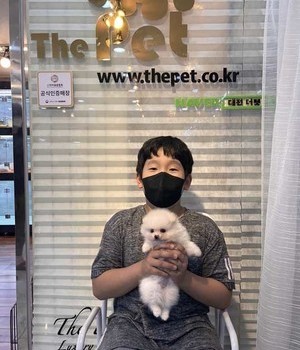포메라니안 분양후기 [22.9.3]