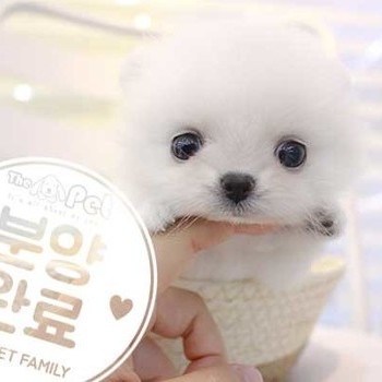포메라니안 ♀ 7.9 분양완료