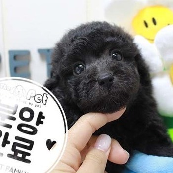 푸들 ♂ 5.29 분양완료