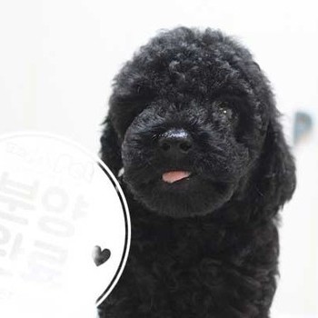 푸들 ♀ 5.8 분양완료