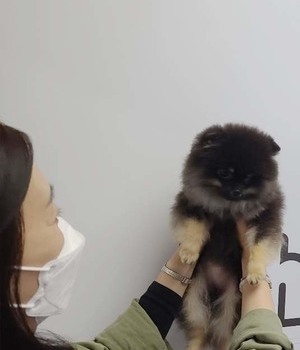 포메라니안 분양후기[22.6.7]