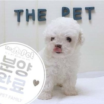 푸들 ♂ 4.10 분양완료