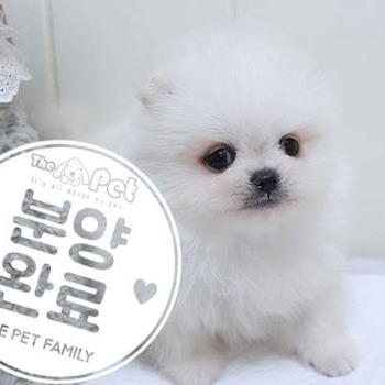 포메라니안 ♂ 5.22
