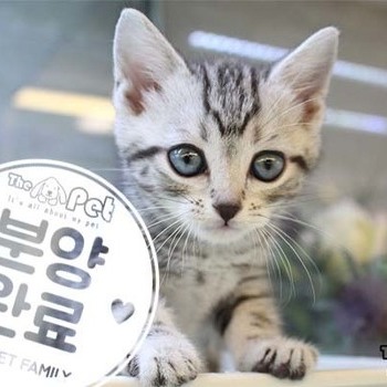아메리칸숏헤어 ♂ 8.28 분양완료