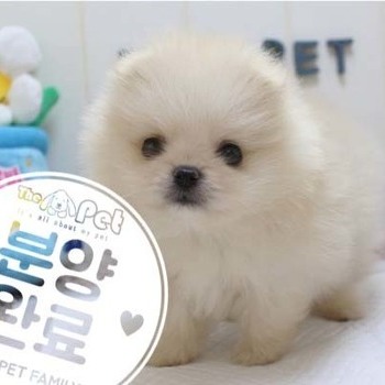 포메라니안 ♀ 4.10 분양완료