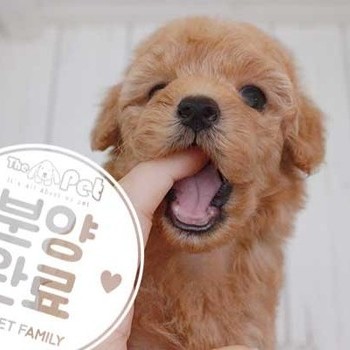 푸들 ♀ 6.12 분양완료