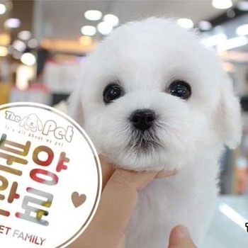 비숑프리제 ♂ 분양완료