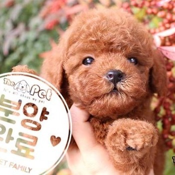 푸들 ♂ 8.21 분양완료