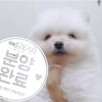 포메라니안 ♂ 4.24 분양완료