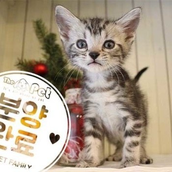 아메리칸숏헤어 ♂ 4.24 분양완료