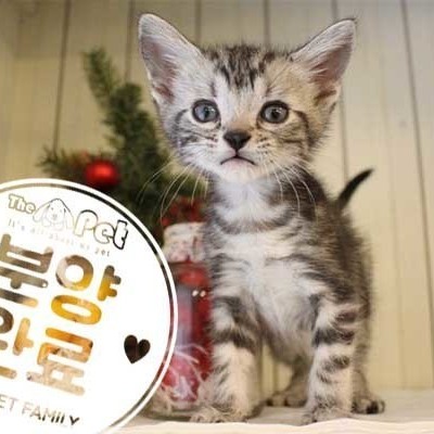 아메리칸숏헤어 ♂ 4.24 분양완료