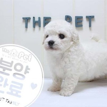 비숑프리제 ♀ 5.8 분양완료