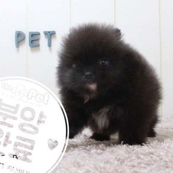 포메라니안 ♀ 4.3 분양완료