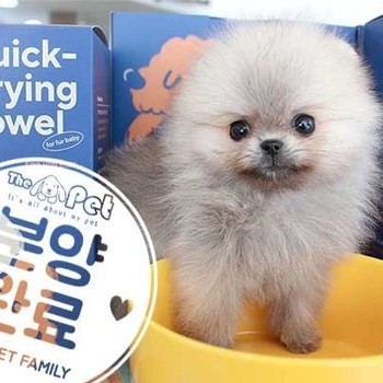 포메라니안 ♂ 7.23 분양완료