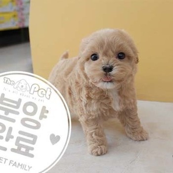 말티푸 ♂ 8.28 분양완료
