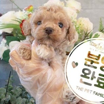 푸들 ♂ 3.27 분양완료