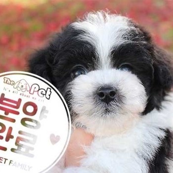 푸들 ♂ 9.16 분양완료