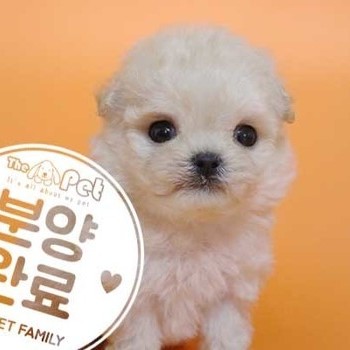 말티푸 ♀ 05.06 분양완료