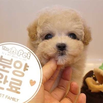 말티푸 ♀ 11.01 분양완료
