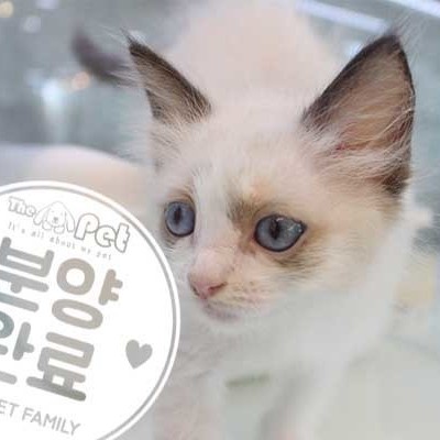 랙돌 ♂ 5.26 분양완료