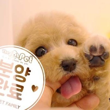 말티푸 ♀ 11.05 분양완료